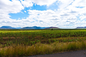 maize field and a blue sky