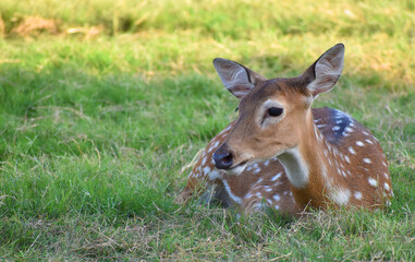 female spotted deer or chital deer, Close up portrait of a female spotted deer
