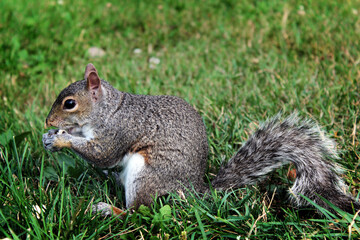 A squirrel eating a nut in the park on the grass.