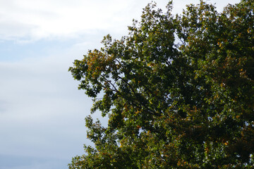 Part of the crown of an oak tree in front of a blue-grey sky with clouds, the leaves already have a yellowish autumn coloring