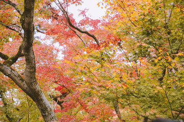 Autumn leaves at Eikando Zenrinji, Kyoto, Japan