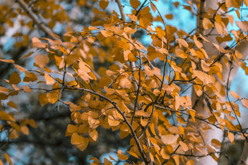 Background image of autumn birch leaves. Selective focus . Golden autumn concept. Close up