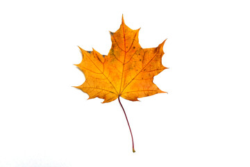 Obraz premium beautiful autumn leave isolated on white background