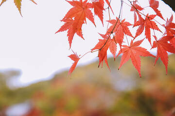 Autumn leaves at Eikando Zenrinji, Kyoto, Japan