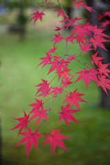 Autumn leaves at Eikando Zenrinji, Kyoto, Japan