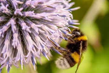 bee on a flower