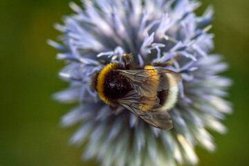 bee on a flower