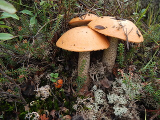 mushrooms in the forest