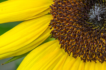 sunflower close up
