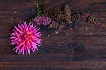 Brown wooden background with a composition of pink flowers of Dahlia and spruce, pine and fir cones. A dark background and copy space.