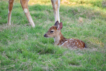 Two white-tailed deer fawns bedded down in an open meadow in a zoo