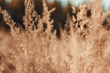 Obraz premium Beautiful Sunny autumn background of grass, leaves, spikelets of dried grass on a meadow in autumn.