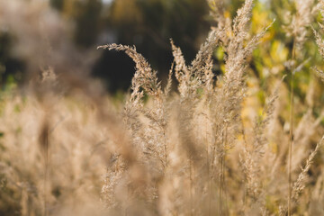 Autumn spikelets in the meadow. Dried grass in the fall in the field.