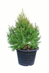 christmas tree isolated on white