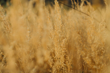 Nature turns yellow, fades with the onset of cold. Beautiful autumn background in beige tones, from the ears of grass.