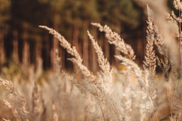 Bright ears of grass withered in autumn. Nature turns yellow, fades with the onset of cold.