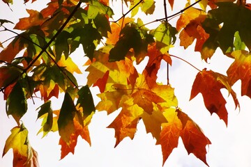 Colourful Autumn Leaves.