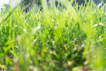 Close up shots of the green grass