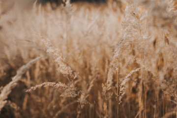 Beige spikelets of dried grass in autumn in the field.