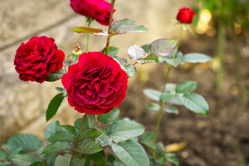 Beautiful red rose in the garden