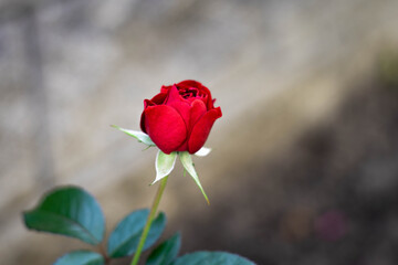 Beautiful red rose in the garden