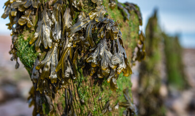 Seaweed covered groyne
