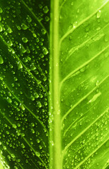 tropical leaves, abstract green leaves texture, nature background