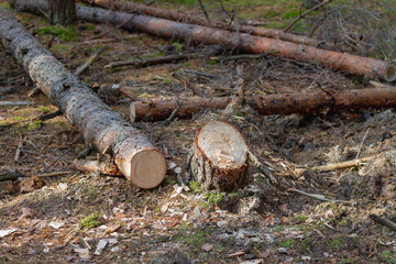 Pine trees are cut down and lie on the ground in the forest. Fresh tree stumps in the forest.