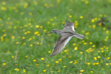 Terek sandpaper. Bird in spring. Xenus cinereus