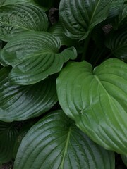 Fototapeta premium leaves background