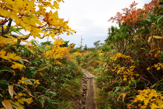 Scenery of Hakkoda Mountains in Japan with beautiful autumn colors