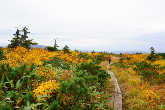 Scenery of Hakkoda Mountains in Japan with beautiful autumn colors