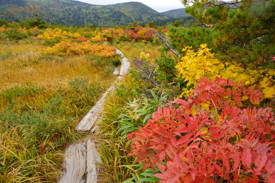 Scenery of Hakkoda Mountains in Japan with beautiful autumn colors