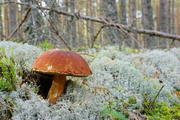 Beautiful  mushroom in green moss in autumn forest in sunny day