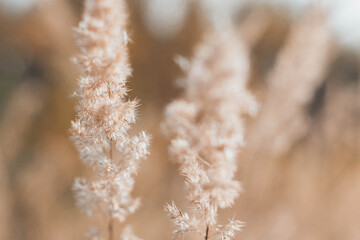 Beige spikelets of dried grass in autumn in the field. Beautiful withering field before winter.