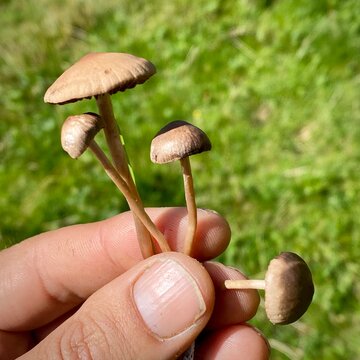 Magic Mushroom - Psilocybe semilanceata