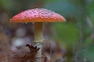  Fliegenpilz (Amanita muscaria).