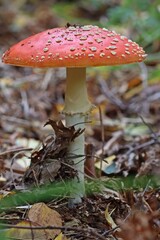  Fliegenpilz (Amanita muscaria).