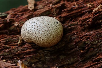 Dickschaliger Kartoffelbovist (Scleroderma citrinum)