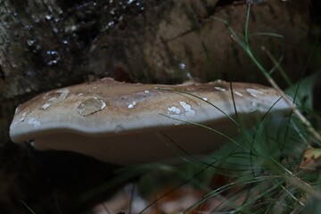  Birkenporling (Fomitopsis betulina) © Schmutzler-Schaub