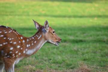 Fototapeta premium female spotted deer or chital deer, Close up portrait of a female spotted deer
