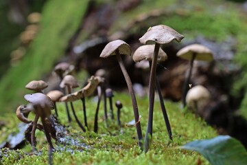 Langstieliger Knoblauchschwindling (Mycetinis alliaceus)