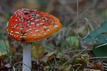 Fliegenpilz (Amanita muscaria).