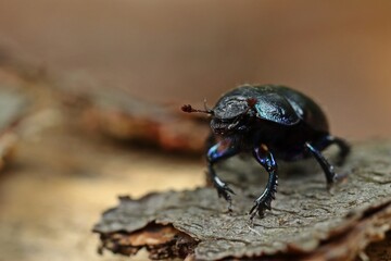 Männlicher Waldmistkäfer (Anoplotrupes stercorosus)