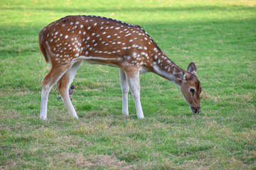 female spotted deer or chital deer, Close up portrait of a female spotted deer
