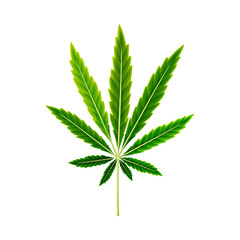 Green Hemp or Cannabis Sativa Leaf Vector Illustration