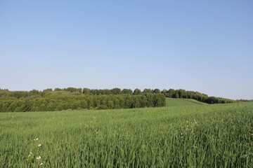 Fototapeta premium Grassland