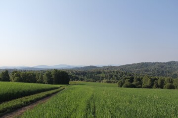 Fototapeta premium Field