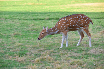 female spotted deer or chital deer, Close up portrait of a female spotted deer