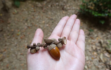 枝と帽子がついたどんぐりを手に乗せる